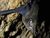 Emballonura semicaudata, Ovalau Island - Joanne Malotaux (22057146275).jpg
