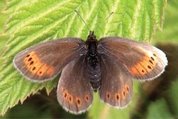 Erebia christi - Nature Conservation-001-073-g036.jpg