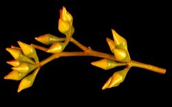 Eucalyptus foecunda buds.jpg