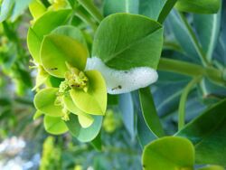Euphorbia margalidiana (3382308057).jpg