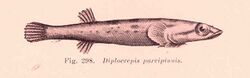 FMIB 45780 Diplocrepis parvipinnis.jpeg