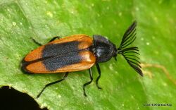 Firefly, Cladodes sp., Lampyridae with fan like antenna.jpg