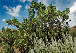 Gambel oak 1.jpg
