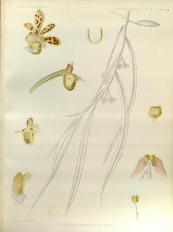 Gastrochilus linearifolius (as Saccolabium intermedium) - The Orchids of the Sikkim-Himalaya pl 301 (1889).jpg