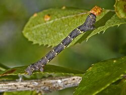 Geometridae - Lycia hirtaria.JPG