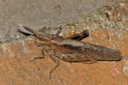 Giant Rain Locust (Lamarckiana cucullata) male (11648348626).jpg
