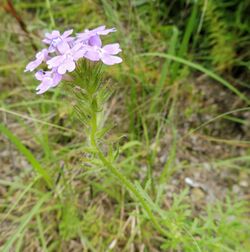 Glandularia bipinnatifida.jpg