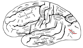 Gray727 lateral-occipital sulcus.svg