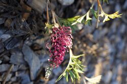 Grevillea Carpet Layer.JPG