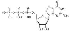 Guanosintriphosphat protoniert.svg