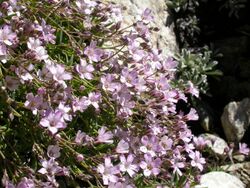 Gypsophila repens1.JPG