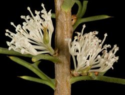 Hakea varia - Flickr - Kevin Thiele.jpg