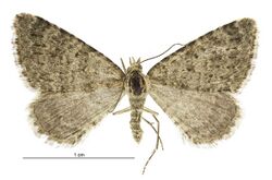 Helastia scissa female.jpg