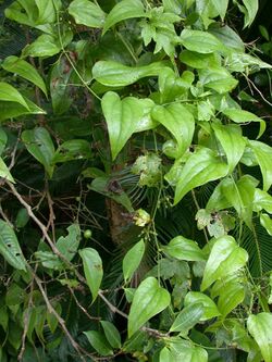 Heterosmilax japonica karasukibasnkri01.jpg