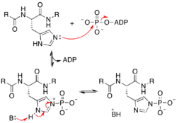 Histidine kinase mechanism.png