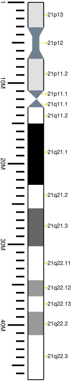 Human chromosome 21 ideogram vertical.svg