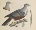 Iconographie des pigeons (8100062636) (cropped).jpg