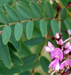 Indigofera australis-young-flowers-cropped.jpg