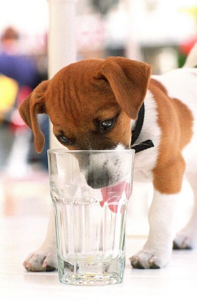 File:Jack Russell Terrier takes a drink.jpg