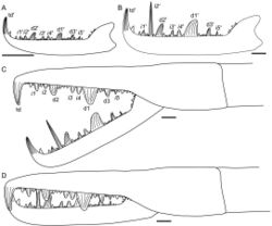 Illustrations of the claws of Jaekelopterus
