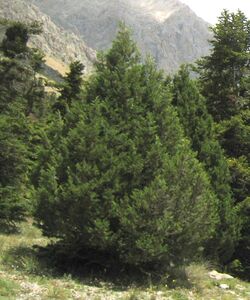Juniperus foetidissima, Aladağlar Mountains 1.jpg