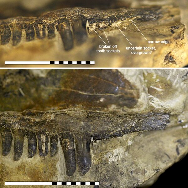 File:Kenomagnathus-fig3-closeup.jpg