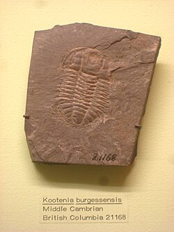 Kootenia burgessensis Exhibit Museum of Natural History.JPG