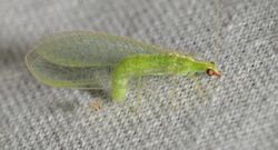Lacewing lays an egg on the sheet (43462609315).jpg