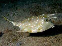 Lactoria cornuta (Longhorn cowfish) Timor.jpg