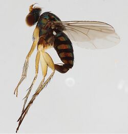 Lichtwardtia formosana (10.3897-zookeys.798.28107) Figure 19.jpg