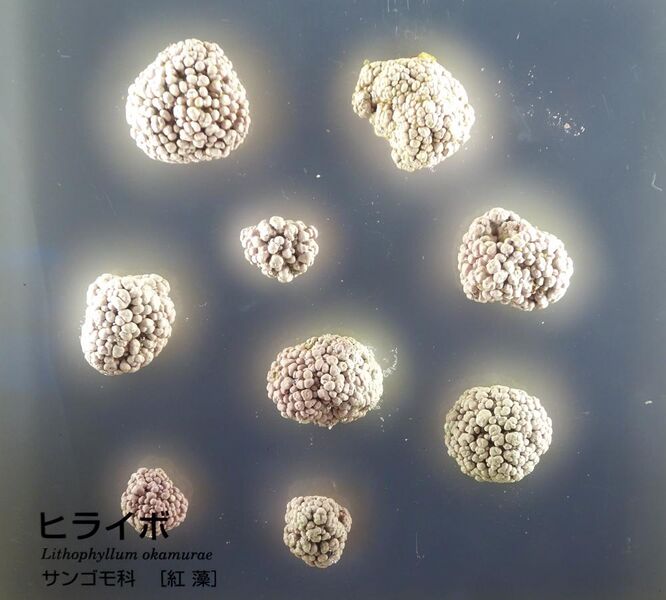 File:Lithophyllum okamurae - National Museum of Nature and Science, Tokyo - DSC07650.JPG