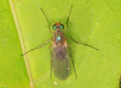 Long-legged Fly - Dolichopus scapularis group, Lostland Run, Garrett County, Maryland.jpg