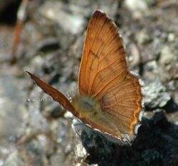 Lycaena mariposa.jpeg