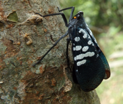 Lycorma olivacea.png