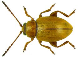 Lythraria salicariae (Paykull, 1800).jpg