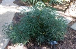 Mahonia eurybracteata - Zilker Botanical Garden - Austin, Texas - DSC08925.jpg