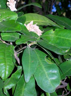 Medicosma cunninghamii and flower.jpg