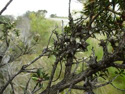 Melaleuca cuticularis (fruits).JPG