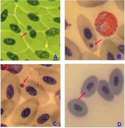 Micronuclei and nuclear abnormalities in peripheral blood erythrocytes of penguins Pygoscelis papua 1.JPG