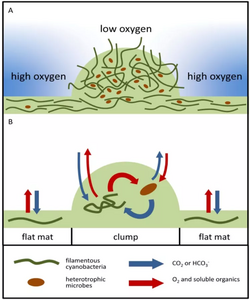 Model of a clumped cyanobacterial mat.webp