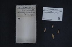 Naturalis Biodiversity Center - RMNH.MOL.203389 - Mitrella nympha (Kiener, 1841) - Columbellidae - Mollusc shell.jpeg