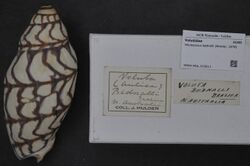 Naturalis Biodiversity Center - RMNH.MOL.210611 - Volutoconus bednalli (Brazier, 1878) - Volutidae - Mollusc shell.jpeg