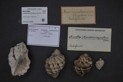 Naturalis Biodiversity Center - ZMA.MOLL.28468 - Mexacanthina angelica (Oldroyd, 1918) - Muricidae - Mollusc shell.jpeg