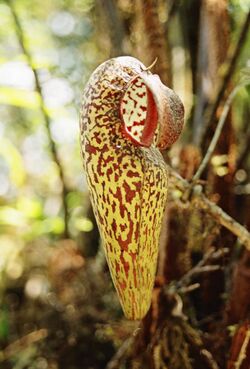 Nepenthes aristolochioides upper pitcher.jpg