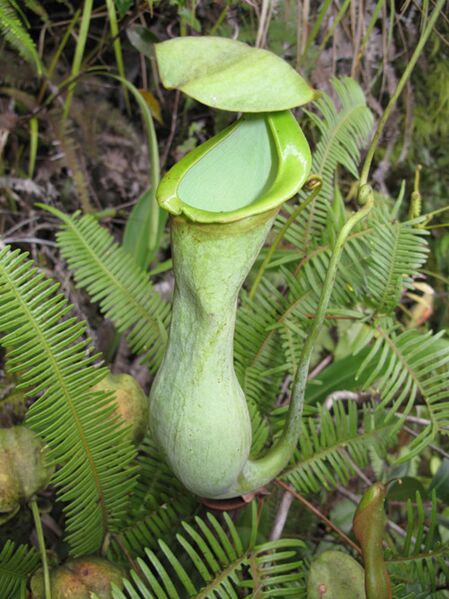 File:Nepenthes macrovulgaris upper2.jpg