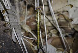 Nesciothemis farinosa Eastern Blacktail Female 01.jpg