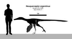 Neuquenraptor Skeletal.svg