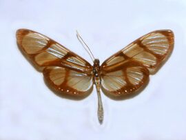 Nymphalidae - Methona confusa psamathe.JPG