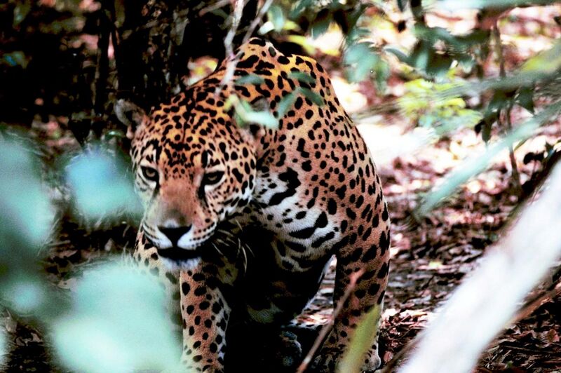 File:Obscured jaguar.jpg
