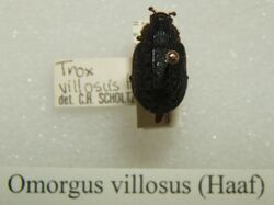 Omorgus villosus sjh.jpg